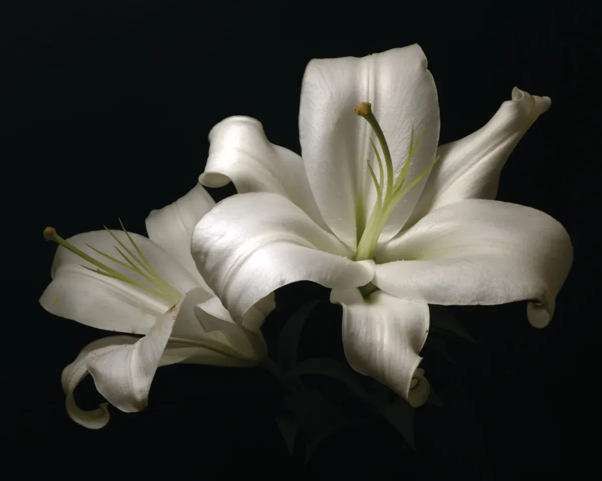 Easter lilies